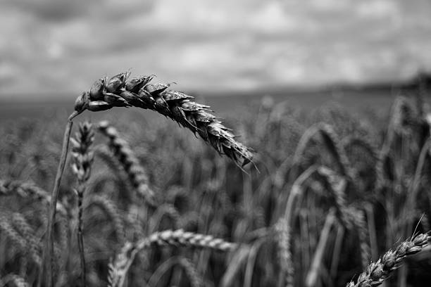 Wheat stock photo