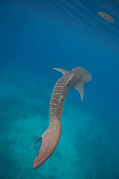 istock Elegant whale shark, Rhincodon typus 177343344