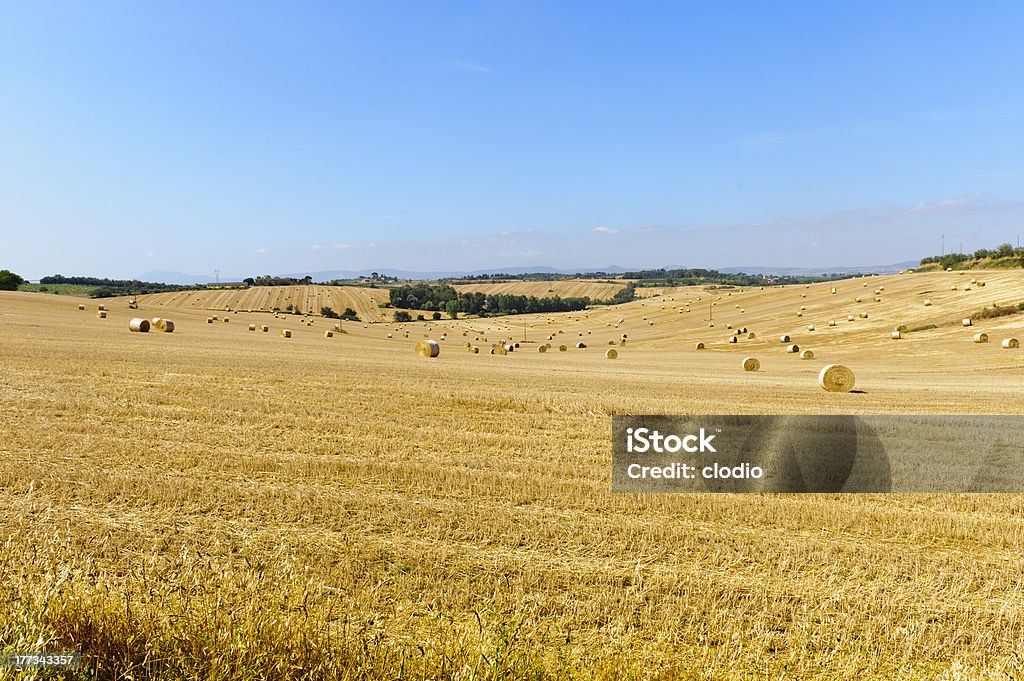 Landscape in Tuscany Landscape in Val di Chiana (Arezzo, Tuscany, Italy): cultivated fields at summer Cortona Stock Photo