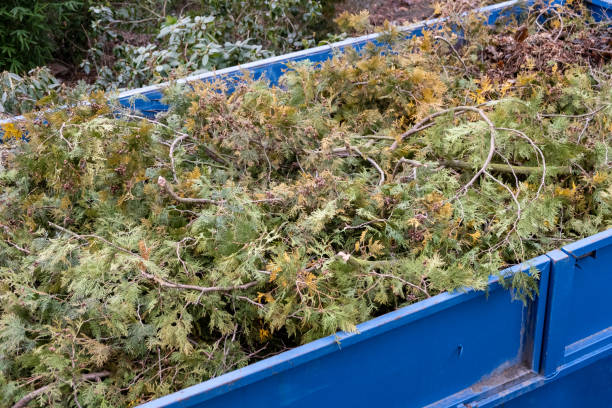 istock Bio waste, pine tree branches, waste are collected in a container, debris from tree demolition. disposal solutions for natural wood materials. 1773435088