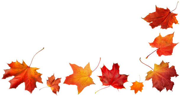 istock Autumn orange  leaves falling down Isolated on white background 1773436133