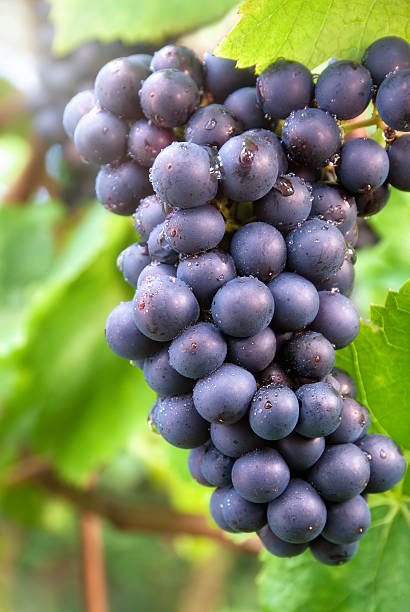 istock Ripe blue grapes in a vineyard 177343949