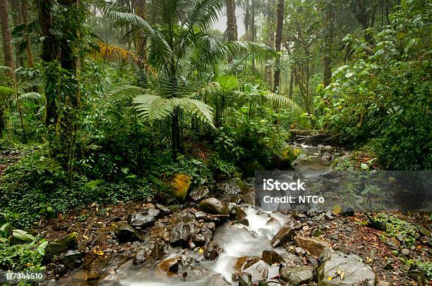 Cloud Forest Stock Photo - Download Image Now - Atmospheric Mood, Awe, Beauty In Nature