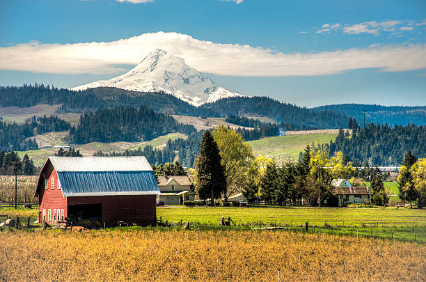 Red barn, apple orchards, Mt. Hood "Red barn among apple orchards below a snowy mountain, Hood River Valley, OR" oregon barn farm mt hood stock pictures, royalty-free photos & images