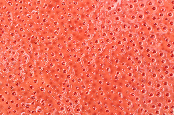 Red algae Macro closeup of spiny textured  red marine algae red algae stock pictures, royalty-free photos & images