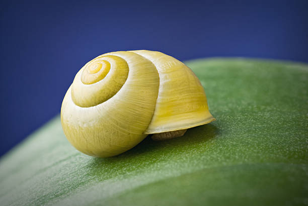 Snail with shell on leaf stock photo