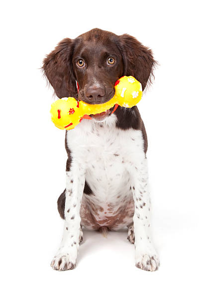 Small Munsterlander puppy with toy