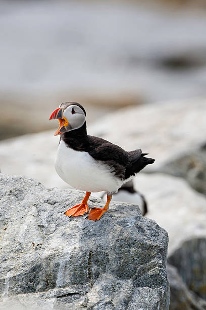 istock Puffin on Machais Seal 177345343