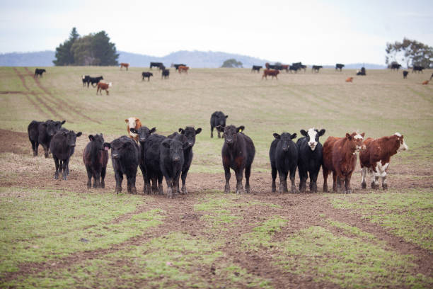 istock Beef cattle in a farm paddock Tasmania 1773458804