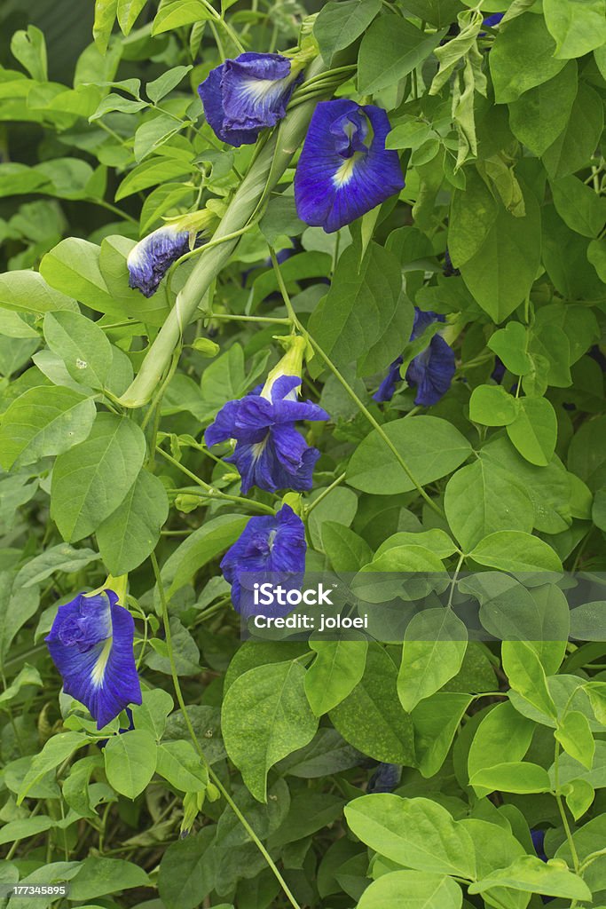 Borboleta Leguminosae - Foto de stock de Arbusto royalty-free
