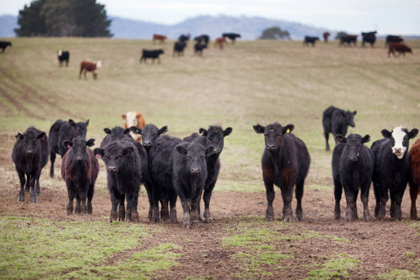 istock Beef cattle in a farm paddock Tasmania 1773459667