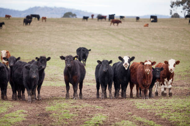 istock Beef cattle in a farm paddock Tasmania 1773459832