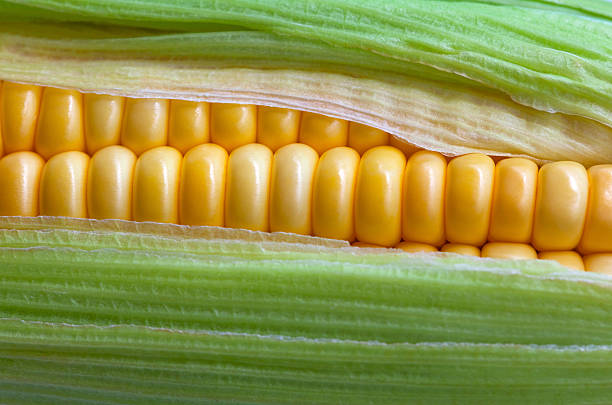 Corn with green leaf. stock photo