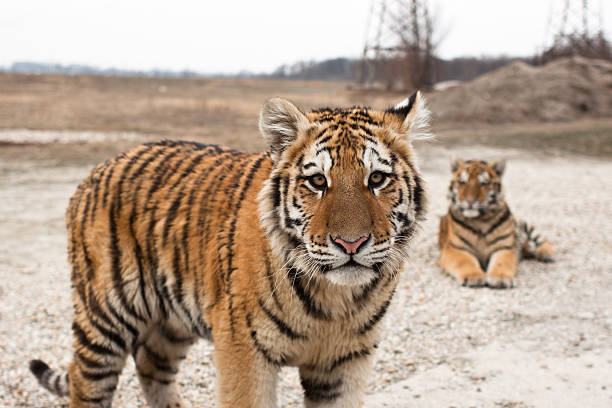 Siberian tiger cubs stock photo