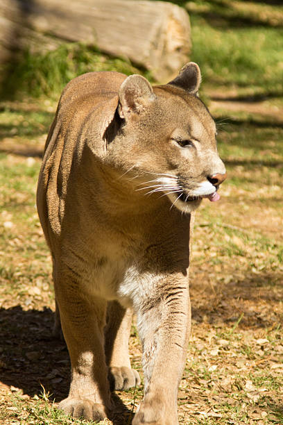istock Puma, Cougar or Mountain Lion 177346534