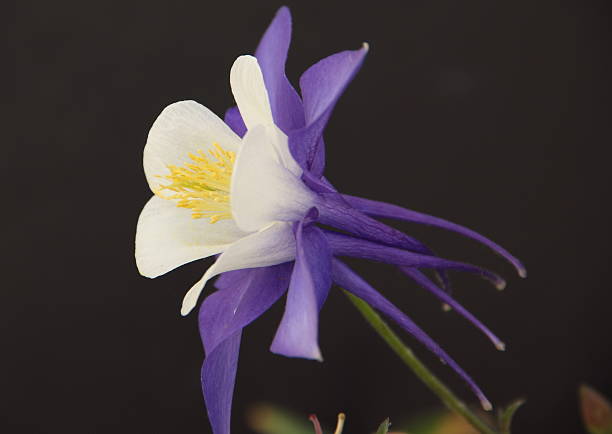 istock Lavender and White, Columbine 177346554