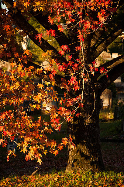 istock Cascade of Autumn Colour on a Liquid Ambar Tree 177346671
