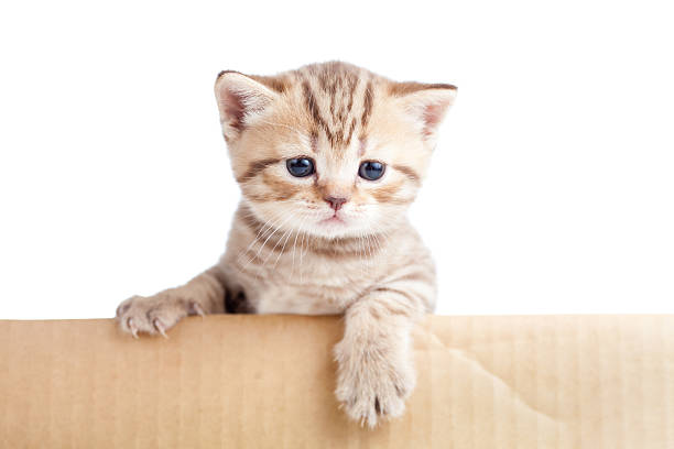 istock british baby cat in cardboard box 177346768