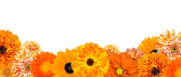 istock Selection of Various Orange Flowers at Bottom Row Isolated 177346829