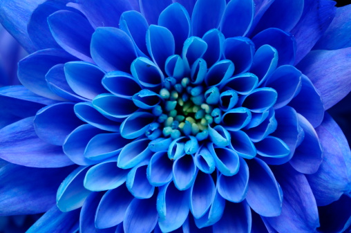 Cerca de flor azul photo
