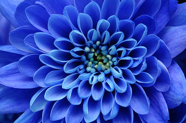 Close of blue flower Close up of blue flower aster and petals macro stock pictures, royalty-free photos & images