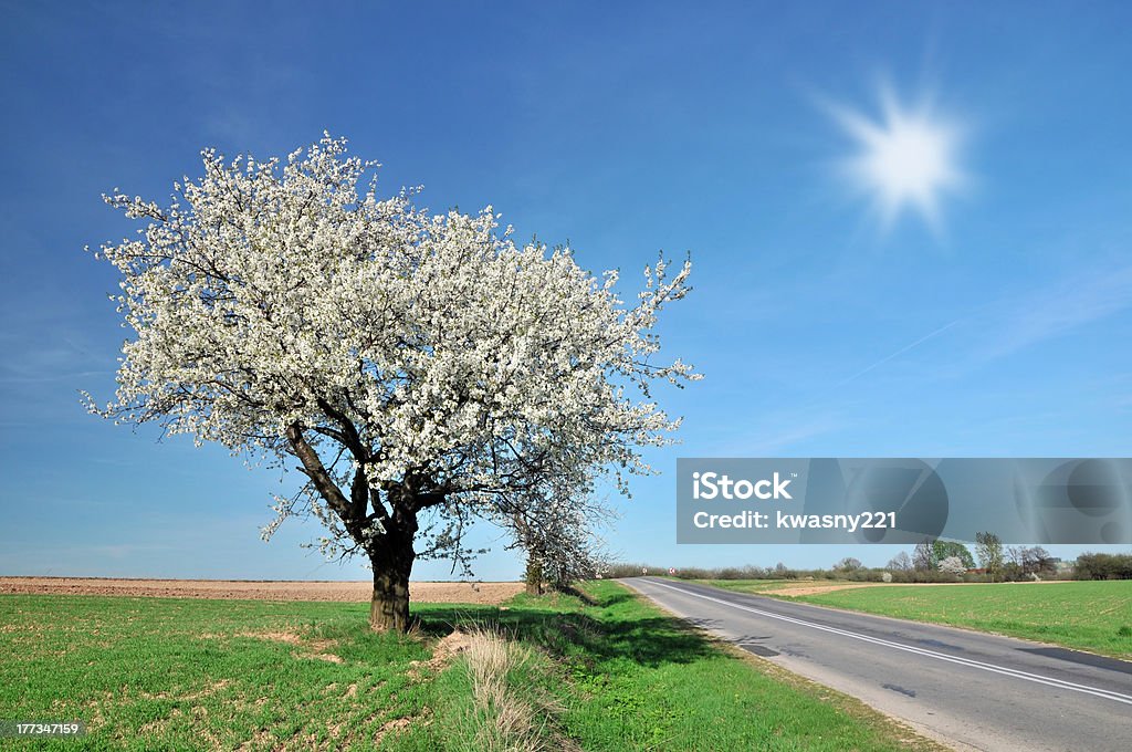 Primavera en Polonia - Foto de stock de Abril libre de derechos
