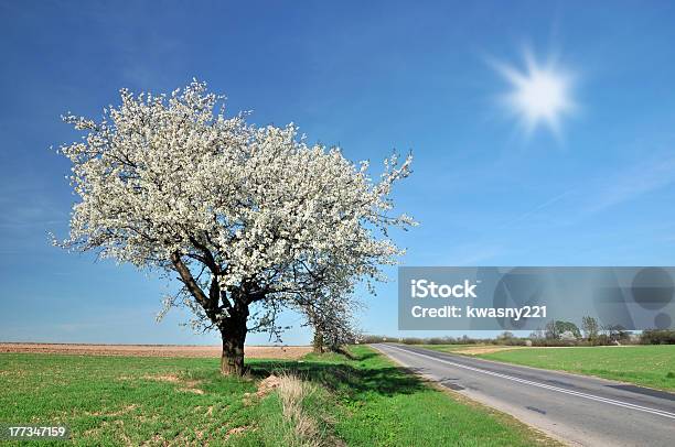 Primavera En Polonia Foto de stock y más banco de imágenes de Abril - Abril, Aire libre, Ajardinado