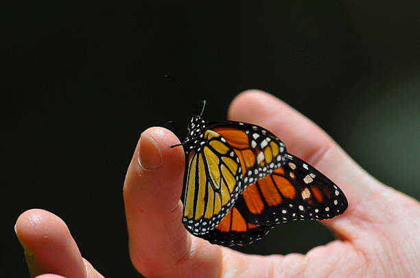 istock Monarch Butterfly on my finger 177347178