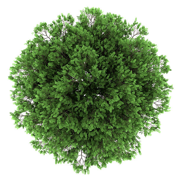 istock top view of black locust tree isolated on white background 177347211