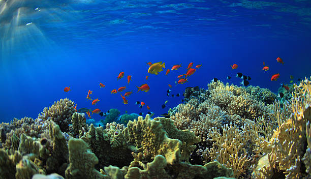 istock Vibrant, colorful coral reef ecosystem 177347267