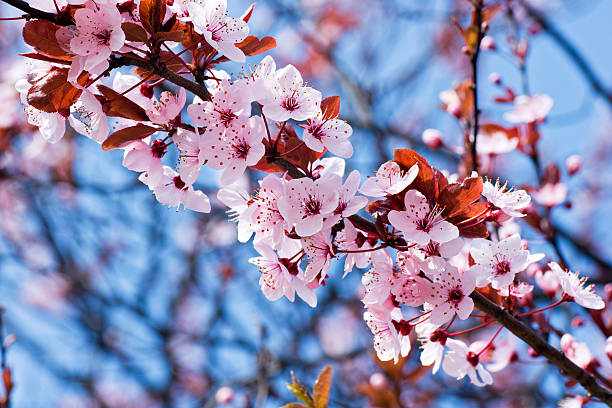 istock Pink cherry blossoms blooming in the spring 177347341