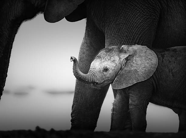 istock Baby Elephant next to Cow (Artistic processing) 177347359