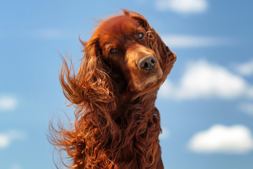 Red irish setter dog turn head on blue sky with clouds