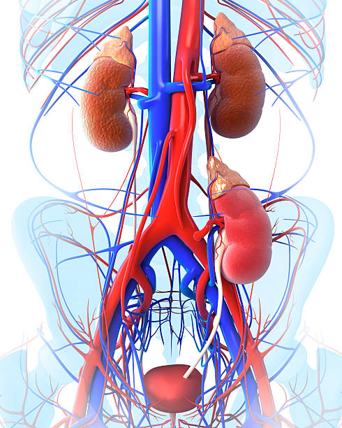 трансплантация почек - human cardiovascular system blood flow human vein body стоковые фото и изображения