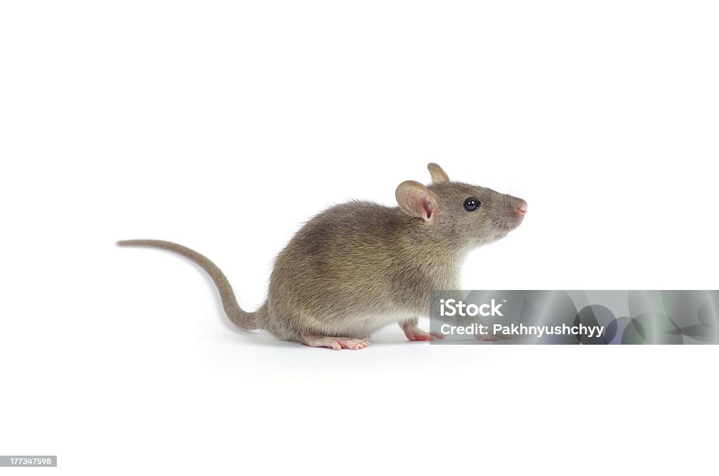 rat rat isolated on white background Mouse - Animal Stock Photo