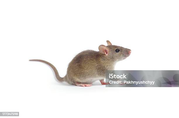 Rat Stock Photo - Download Image Now - Mouse - Animal, Cut Out, Animal