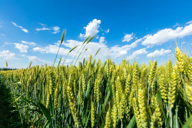 istock The wheat fields are under the blue sky and white clouds 1773476152
