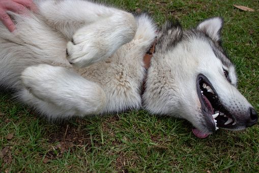 Husky dog lying on the floor with tongue out