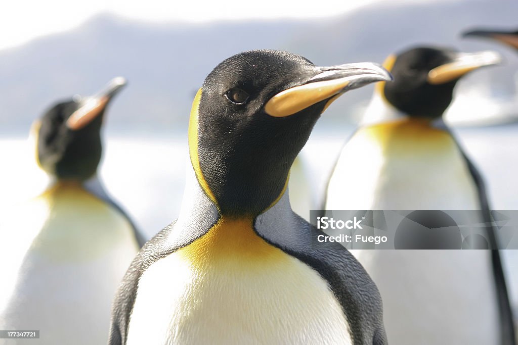 Porträt der Gruppe penguns mit king-Size-Bett - Lizenzfrei Antarktis Stock-Foto