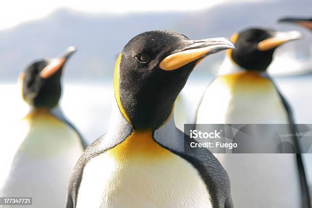 Porträt Der Gruppe Penguns Mit Kingsizebett Stockfoto und mehr Bilder von Antarktis - Antarktis, Fotografie, Horizontal