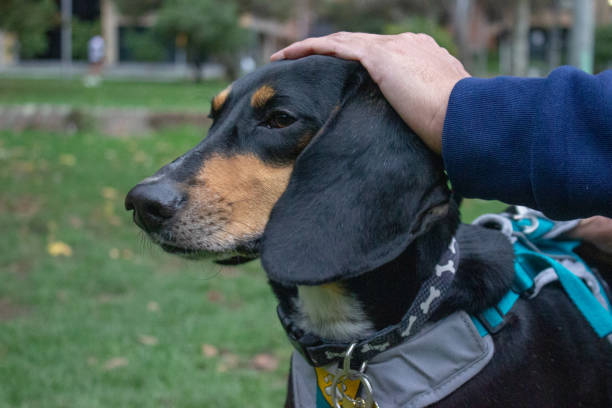 istock Puppy being caressed in arms 1773479022