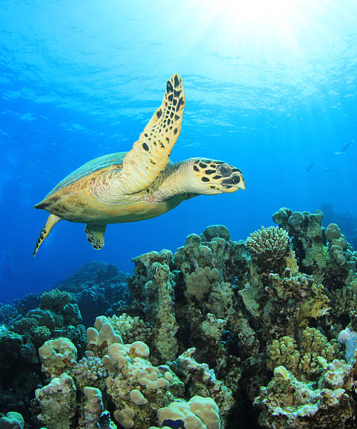 istock Hawksbill Turtle and Coral Reef 177348066