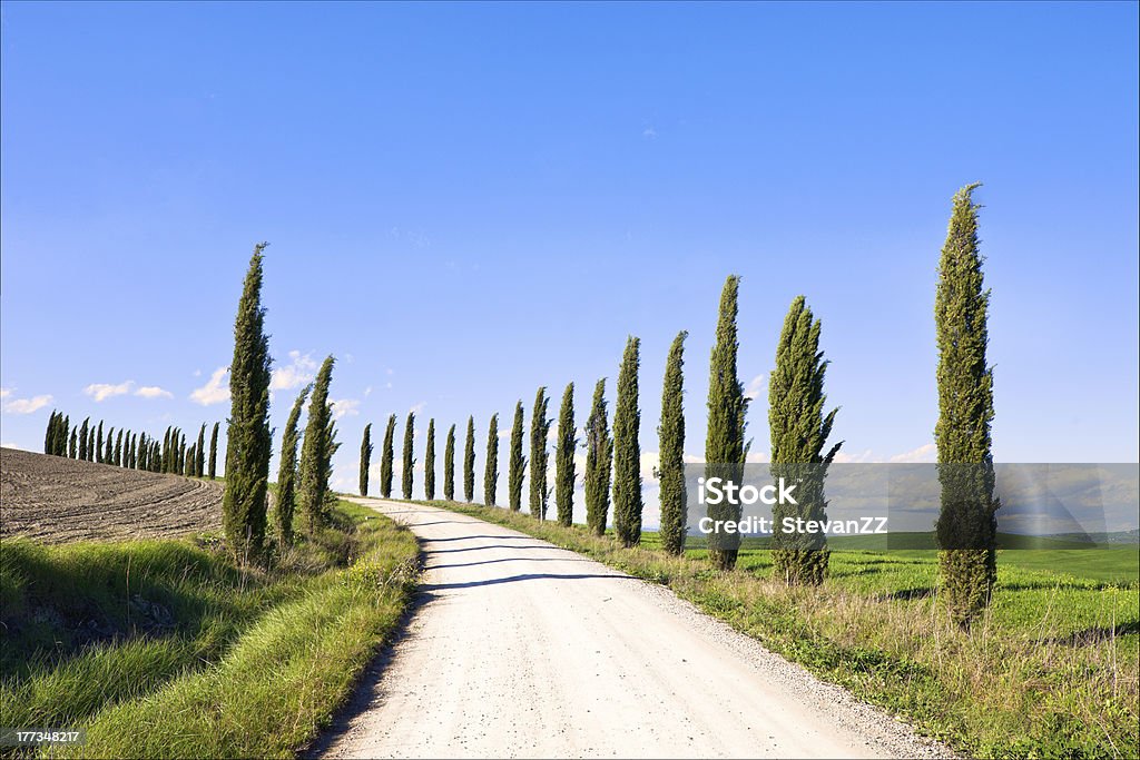 Toscana, paesaggio cipressi bianco road, Italia, Europa. - Foto stock royalty-free di Agricoltura