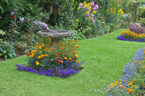 Colourful formal garden with a wood pigeon taking a drink in the bird bath