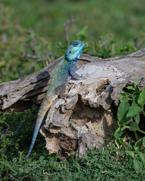 istock Blue Headed Tree Agama in the greater Masai Mara ecosystem, Kenya 1773484032
