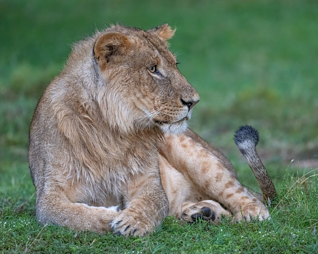 Lion in the greater Masai Mara, Kenya