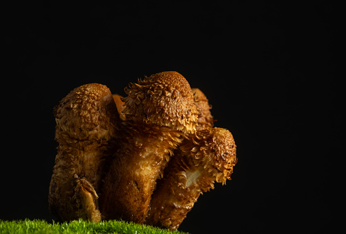 Edible oyster mushrooms and green moss on a black background. low key photo