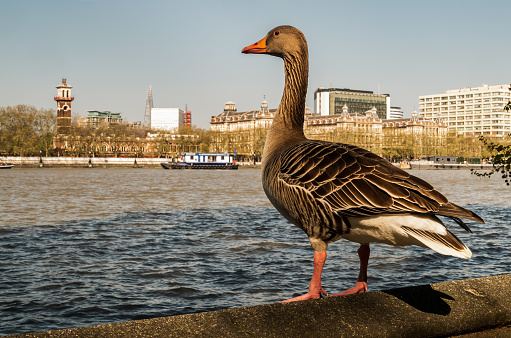 The wild greylag goose resting on stone wall on embankment of the river Thames in the downtown of London. The greylag goose Anser anser is a species of large goose in the waterfowl family Anatidae, Copy Space, Selective focus.