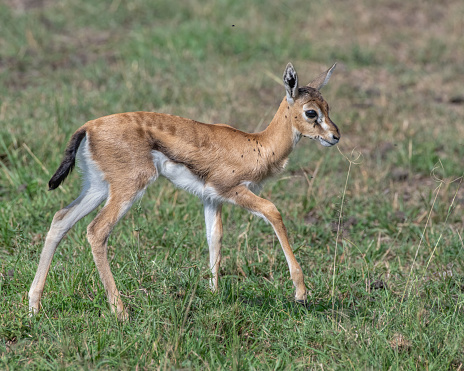 Baby Thomson's Gazelle in the greater Masai Mara ecosystem, Kenya