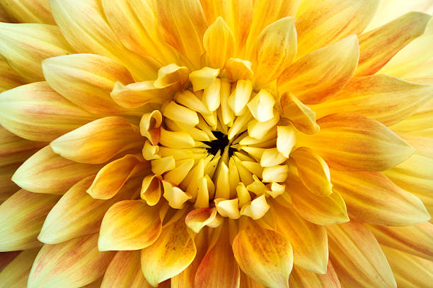 istock Dahlia flower closeup 177348785